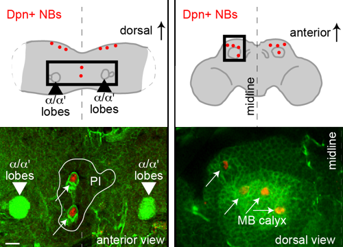 Neuroblast niche positioning