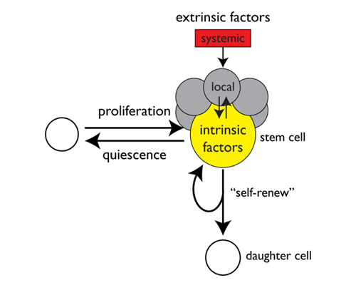 Nutrient-control of neural stem cells in their niche